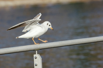 Seagull landing on a handrail