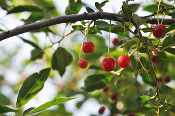 Ripe cherry