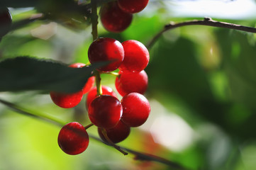 Red bird cherry