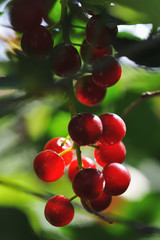 Red bird cherry