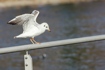 Seagull landing on a balustrade