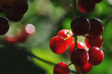 Red bird cherry