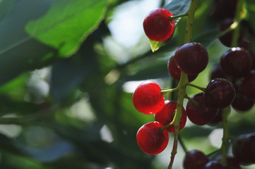 Red bird cherry