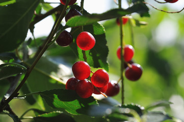 Red bird cherry
