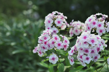 Phlox flowers.