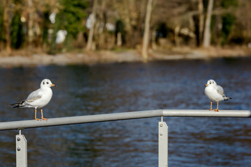 Two seagull standing on a balustrade