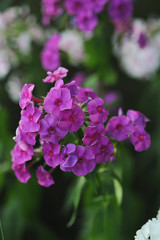 Phlox flowers.