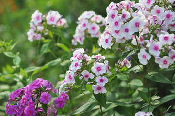 Phlox flowers.
