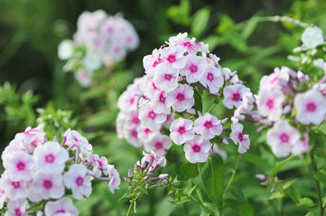 Phlox flowers.