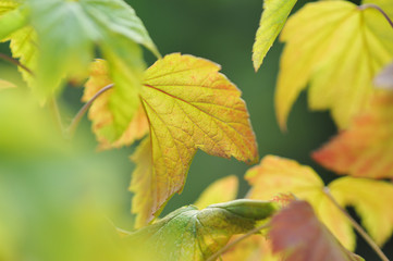 Black currant leaves