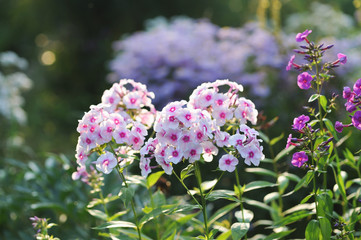 Phlox flowers.