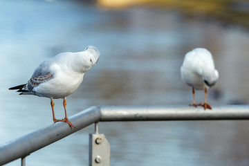 Headless looking seagulls