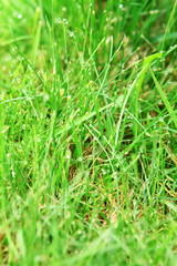 green background by the fresh grass
