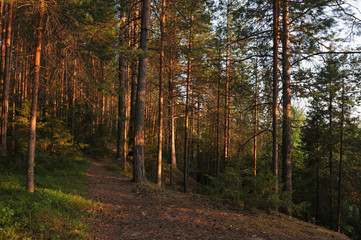 Evening in forest.