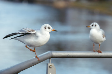 Seagulls on a handrail