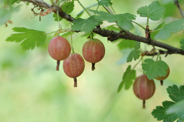 Ripe gooseberries