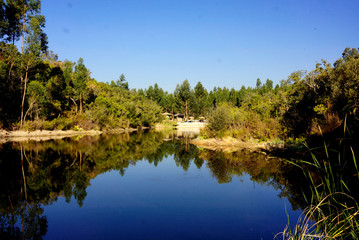 Fototapeta na wymiar Tree reflection on lake during summer with blue sky