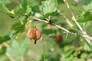 Ripe gooseberries