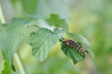 Caterpillar of orgyia antiqua
