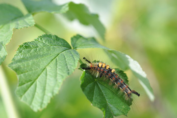 Caterpillar of orgyia antiqua