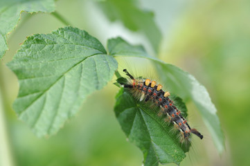 Caterpillar of orgyia antiqua