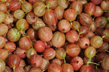 Gooseberries