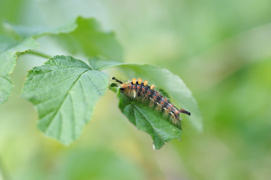 Caterpillar Of Orgyia Antiqua