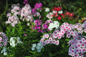 Obraz premium Phlox flowers.