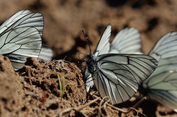  black-veined white butterflies