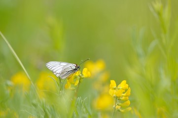 Black-veined white butterfly