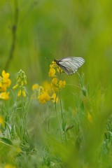 Black-veined white butterfly