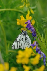 Black-veined white butterfly