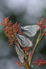 black-veined white butterflies