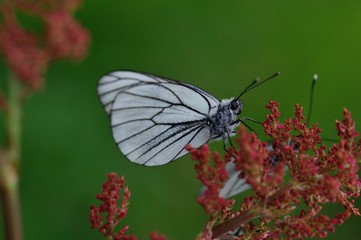 Black-veined white butterfly
