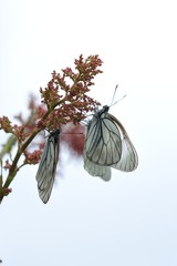 black-veined white butterflies