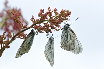 black-veined white butterflies