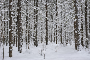 Wintery forest.