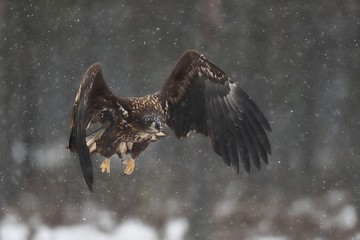 Eagle flight in snowfall