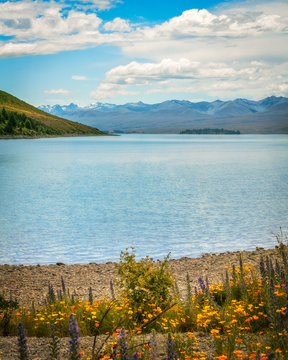 Tranquil waters of Lake Tekapo in summer with colorful flowers in the foreground in New Zealand