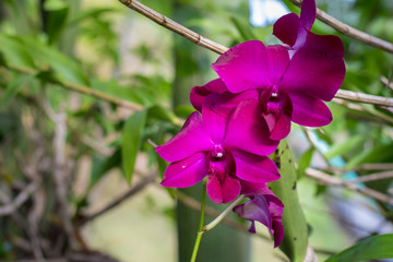 Nature orchid 