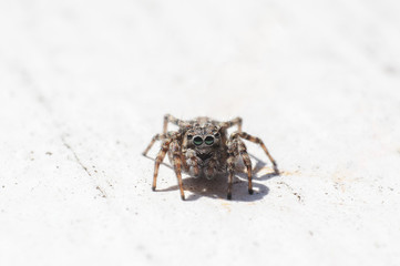 spider jumper