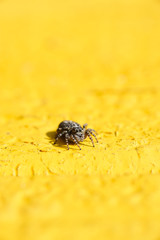 spider jumper