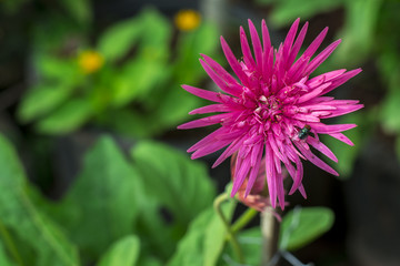 Obraz premium Butterfly is on lotus