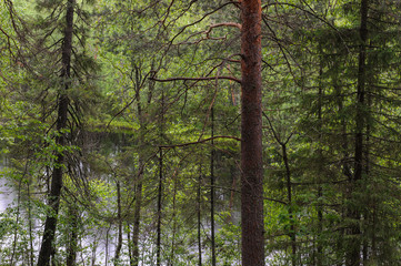 Fototapeta premium Pine tree forest.