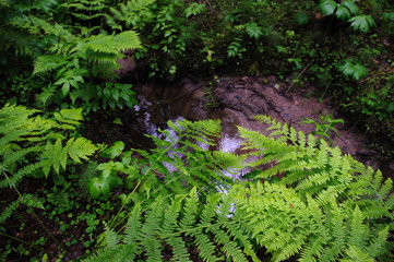 Ferns in forest