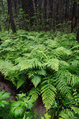 Fern in forest.