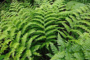 Fern in forest.