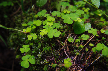 Oxalis.