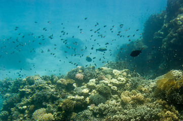 Naklejka na ściany i meble Underwater coral reef.