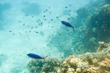 Obraz premium Underwater coral reef.